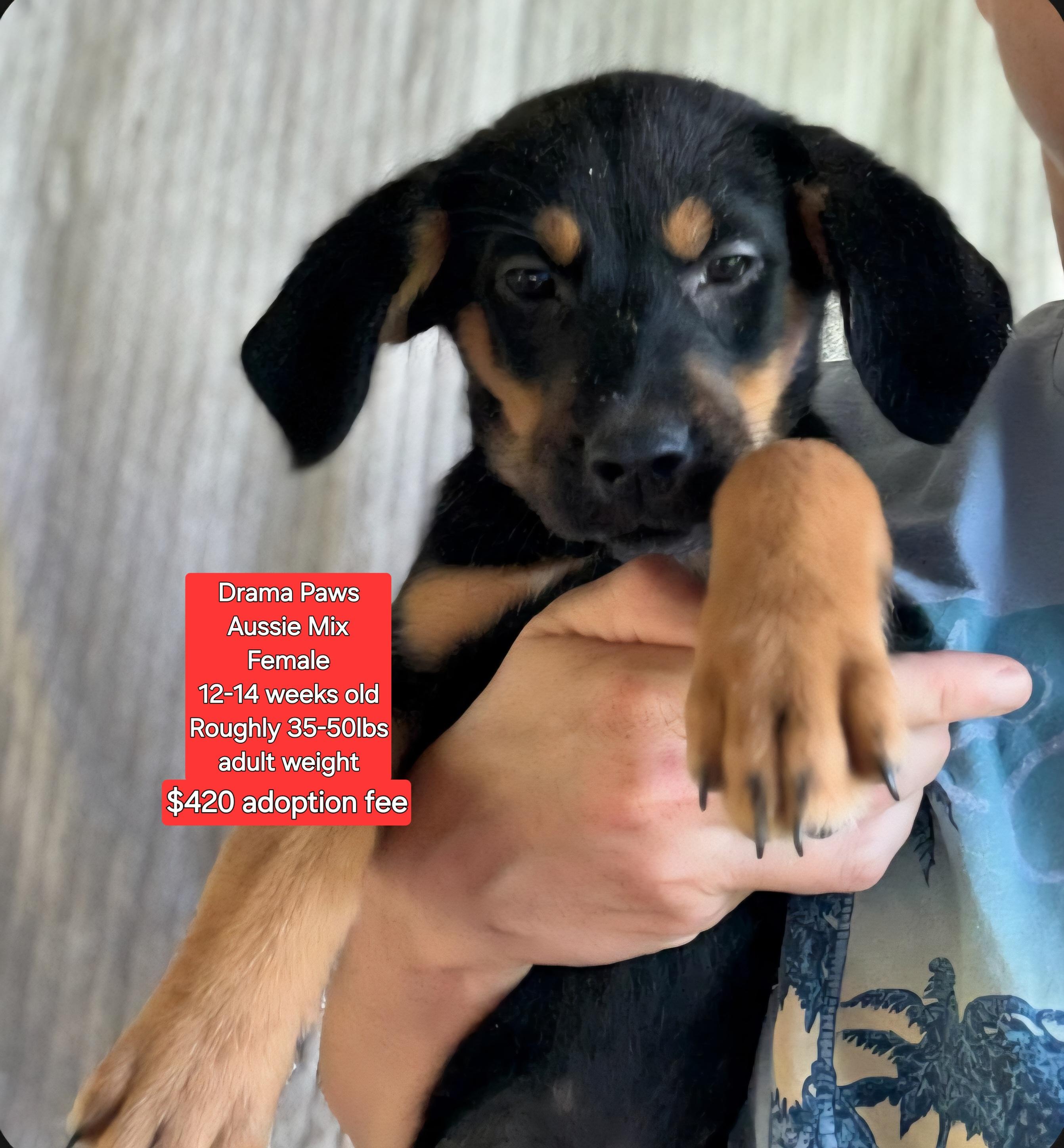 Drama Paws, Baby Female Australian Shepherd