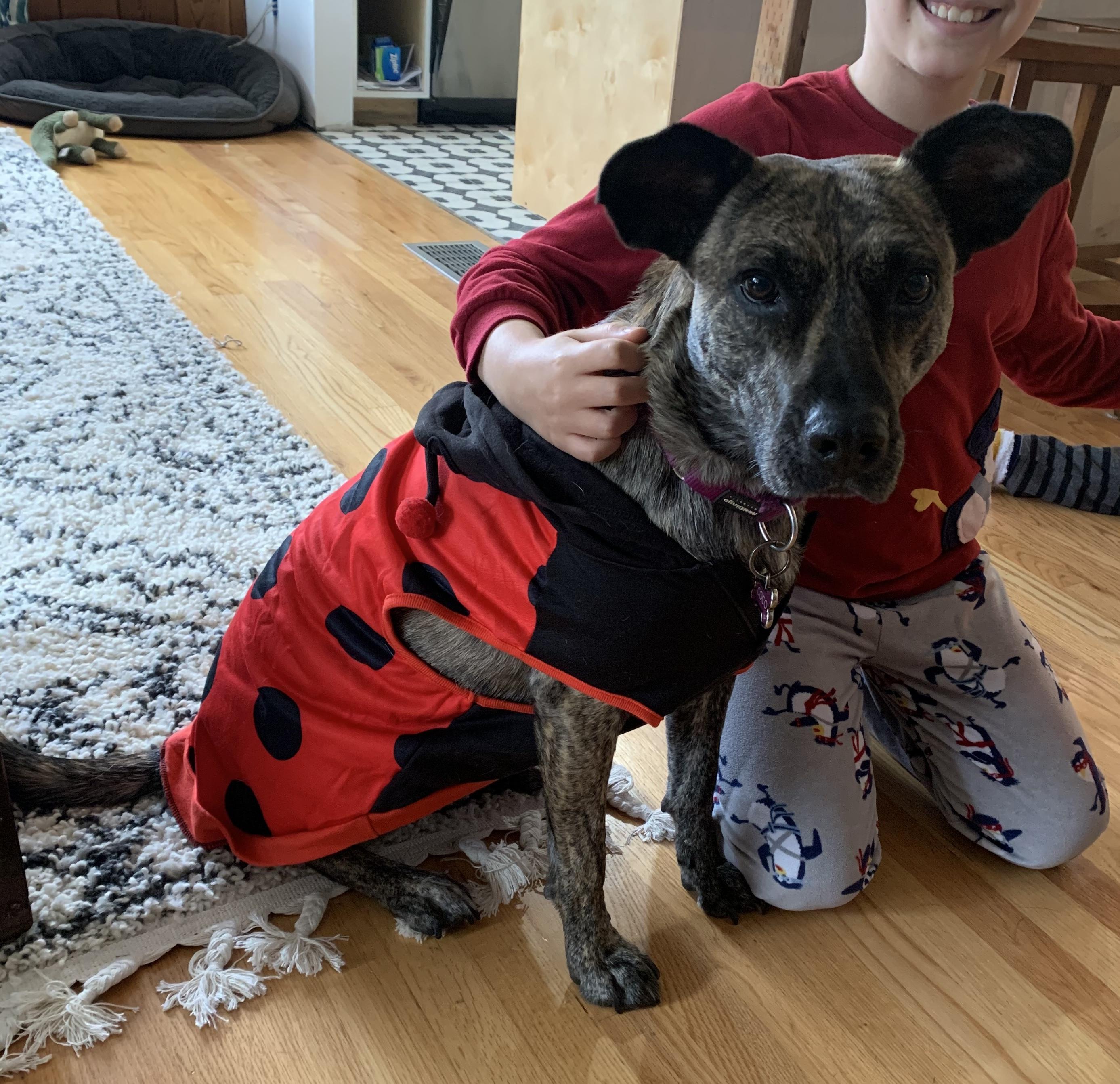Enlarge Coconut, a Adoptable mixed breed in Portland, OR image 3/6