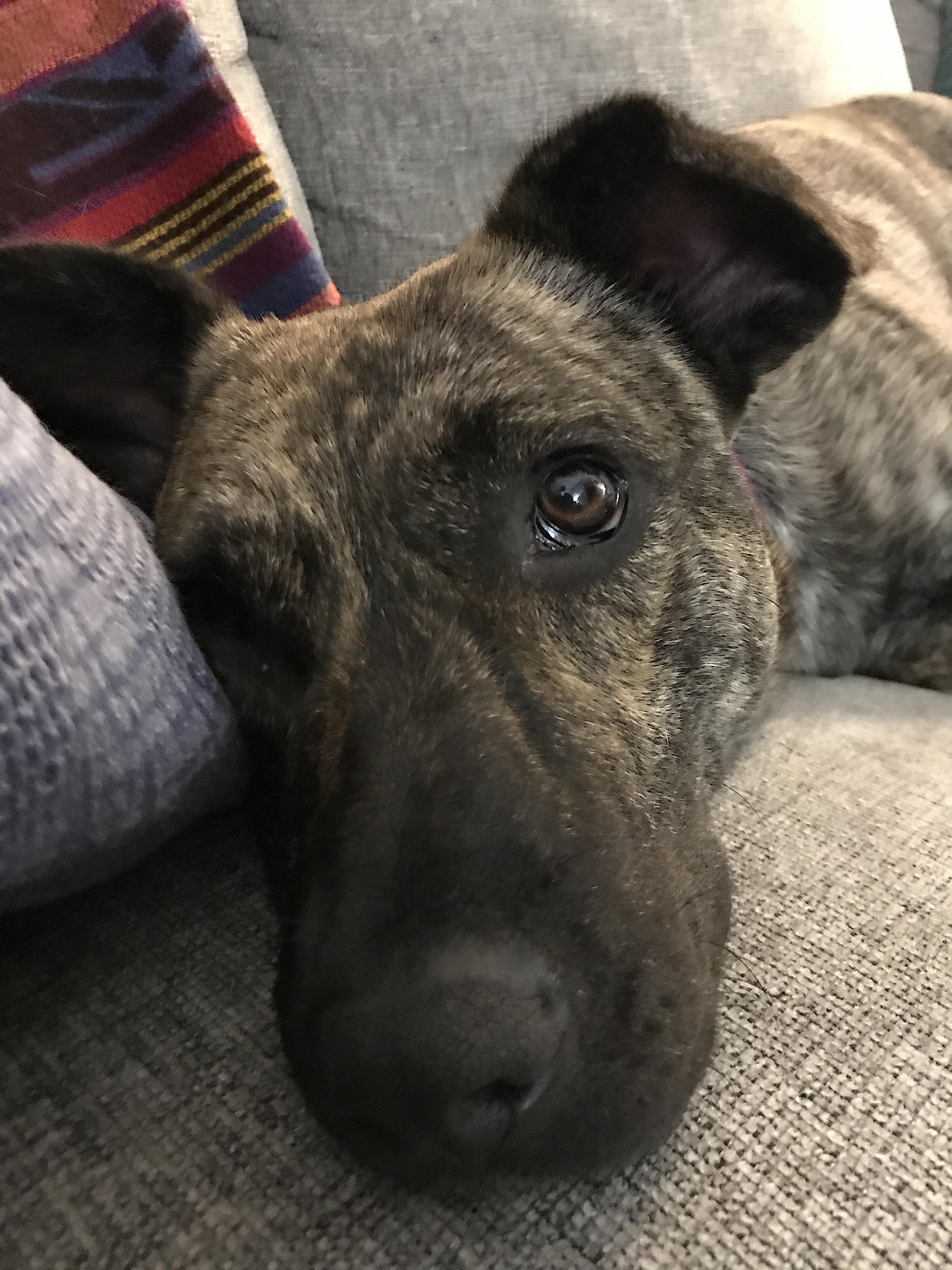 Enlarge Coconut, a Adoptable mixed breed in Portland, OR image 4/6