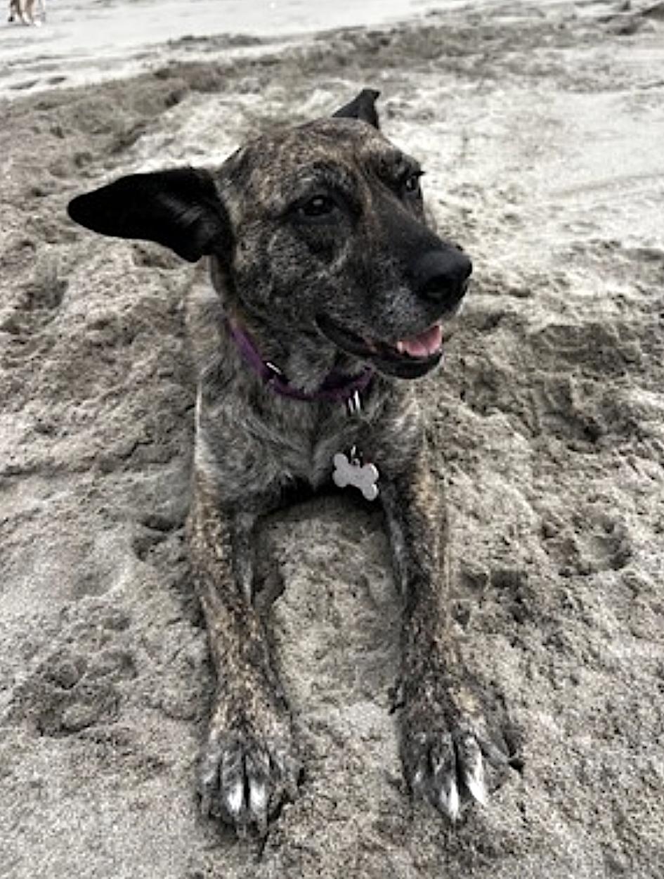 Enlarge Coconut, a Adoptable mixed breed in Portland, OR image 6/6
