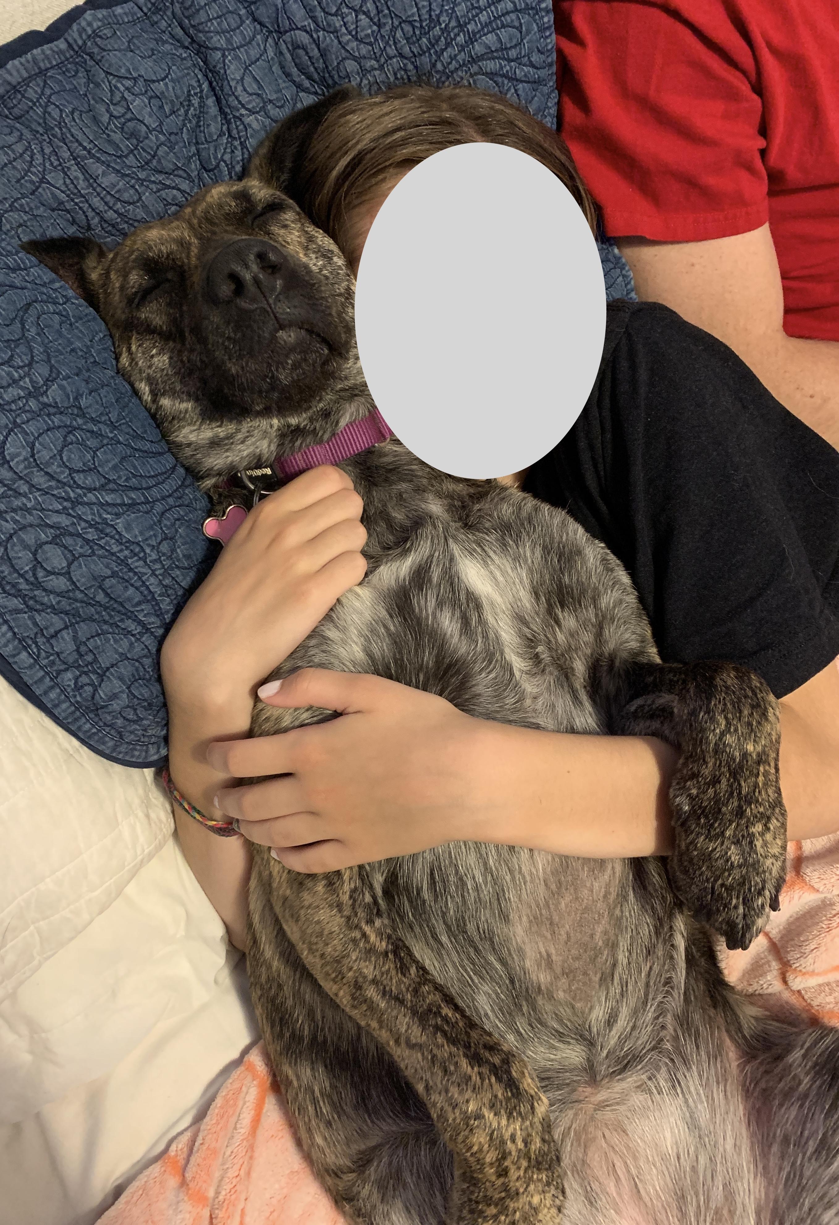 Enlarge Coconut, a Adoptable mixed breed in Portland, OR image 5/6