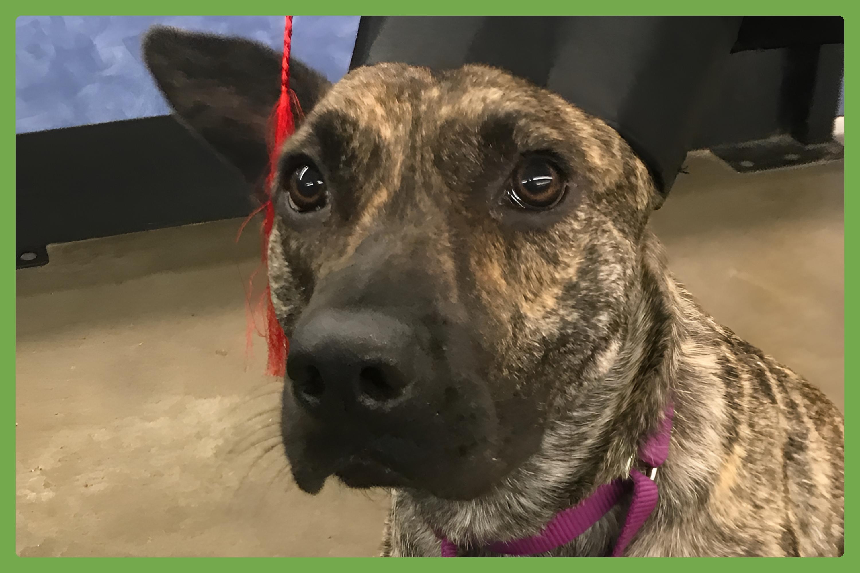 Coconut, Adoptable, Adult Female Dutch Shepherd & German Shepherd Dog.