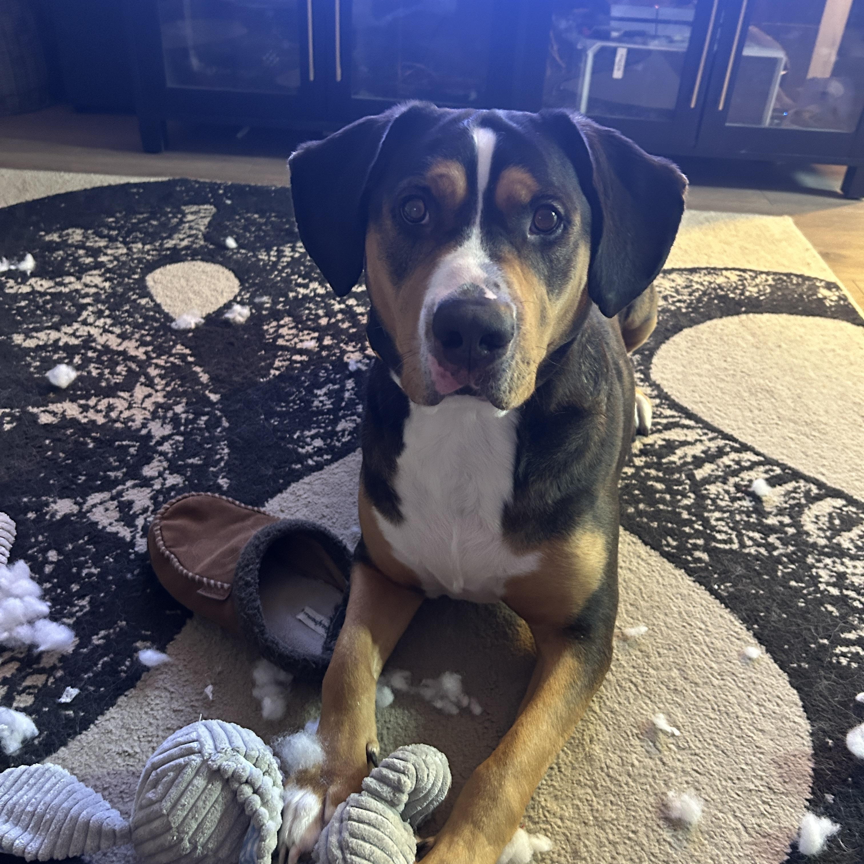 Enlarge Frankie , an adopted mixed breed in Sherwood, OR image 3/5