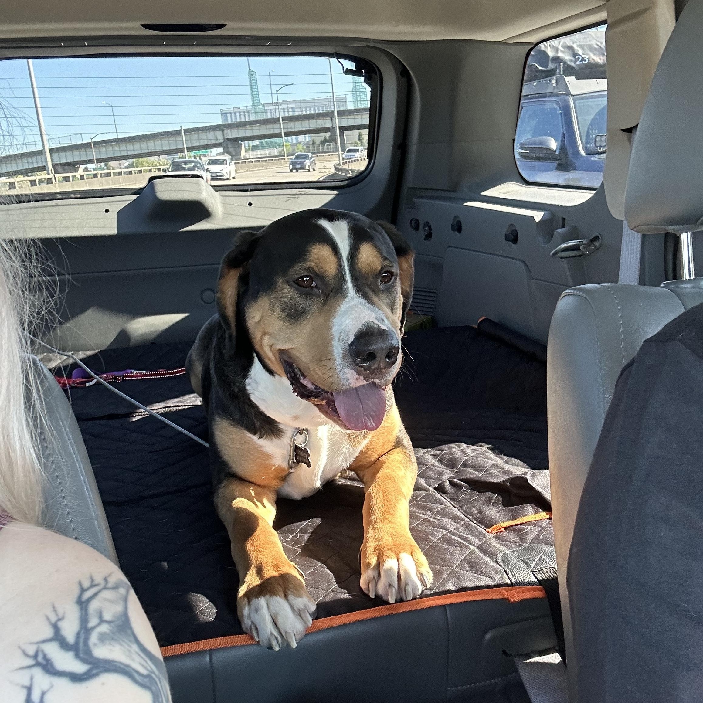 Enlarge Frankie , an adopted mixed breed in Sherwood, OR image 2/5