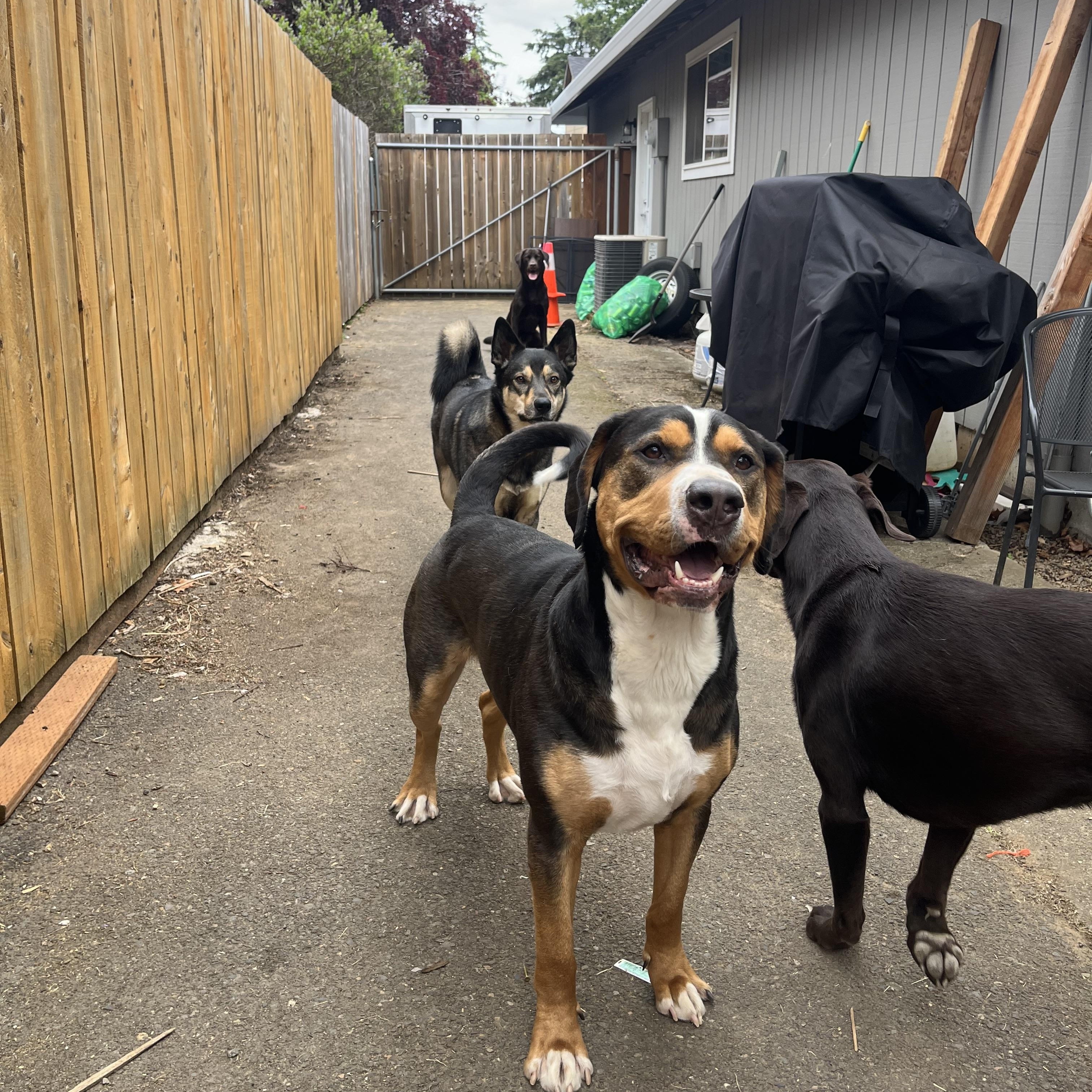 Enlarge Frankie , an adopted mixed breed in Sherwood, OR image 4/5