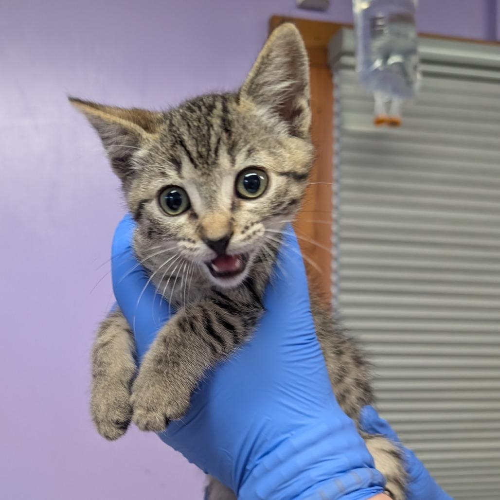 Joanne, Adoptable, Kitten Female Domestic Short Hair & Domestic Short Hair.