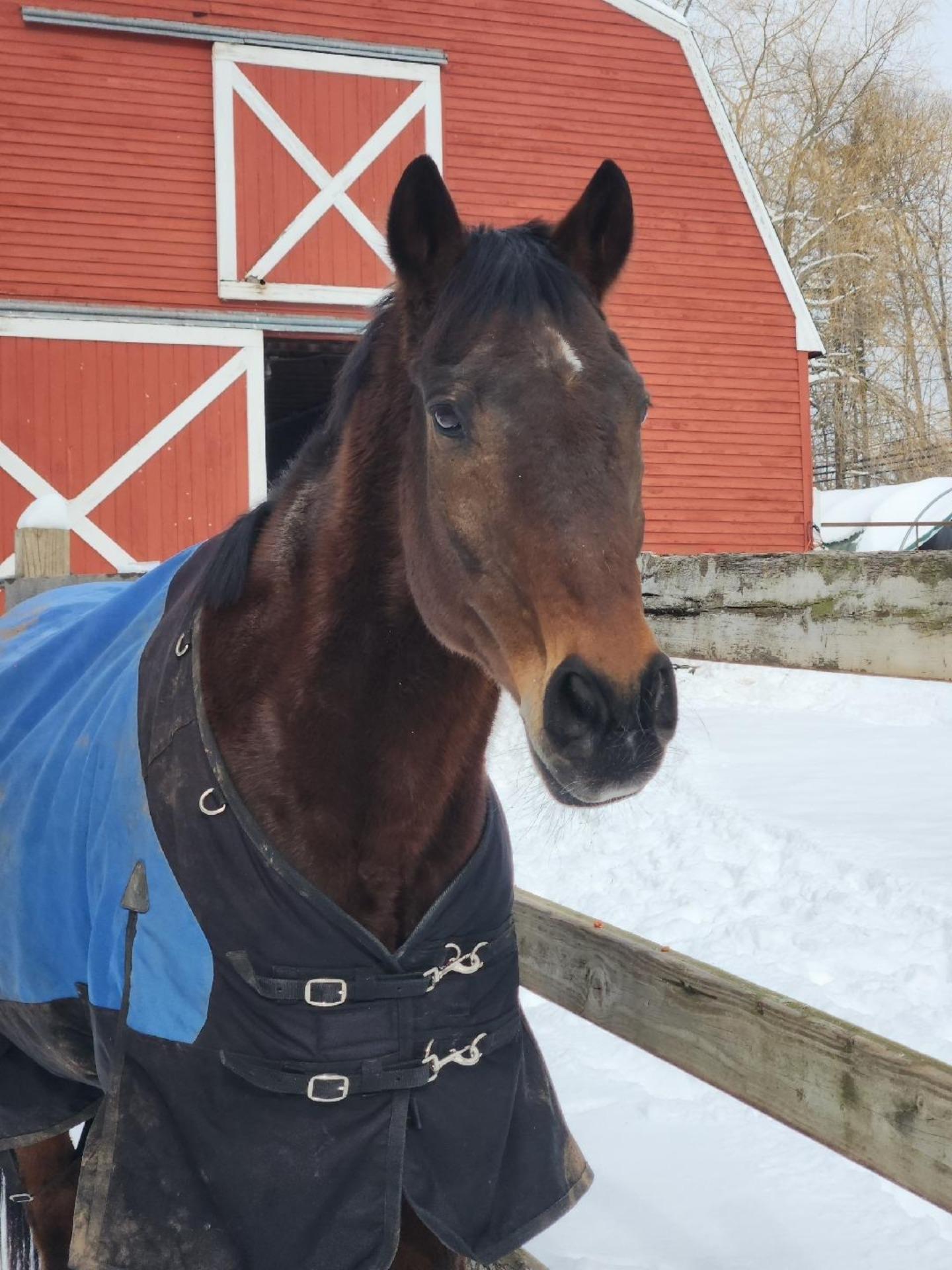 Enlarge Buddy, a Adoptable Thoroughbred in Northford, CT image 3/3