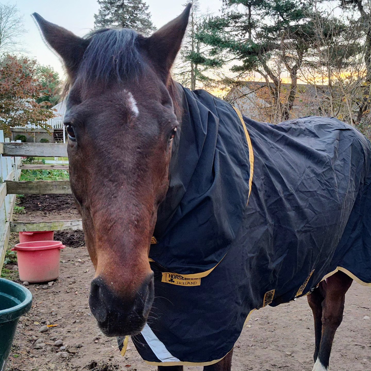 Enlarge Buddy, a Adoptable Thoroughbred in Northford, CT image 1/2