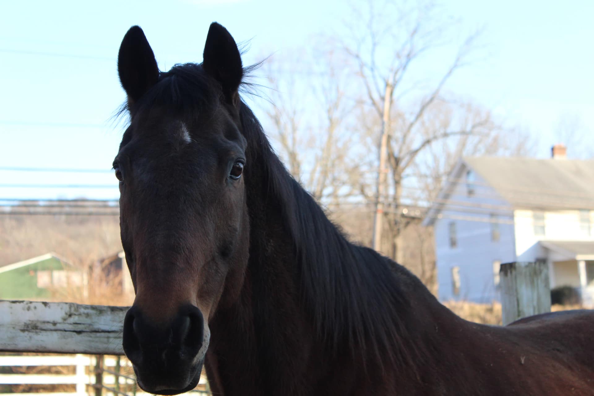 Enlarge Buddy, a Adoptable Thoroughbred in Northford, CT image 2/2