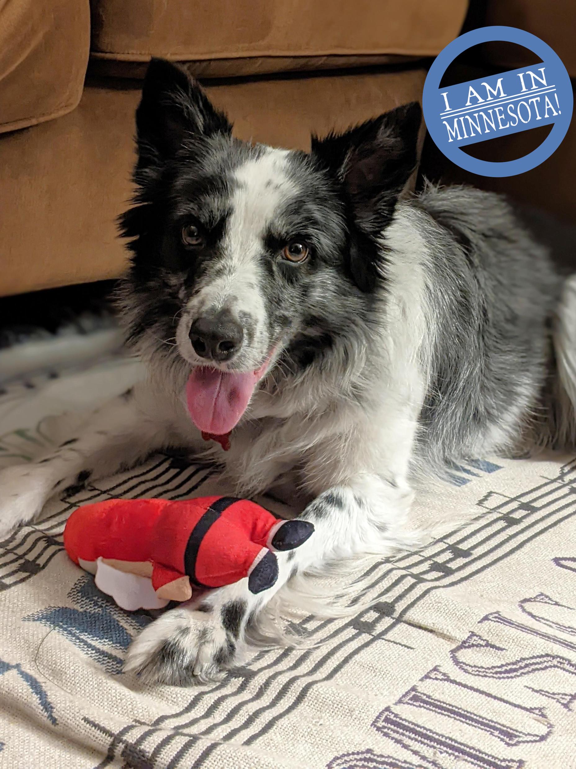 JJ, Adoptable, Adult Male Border Collie.