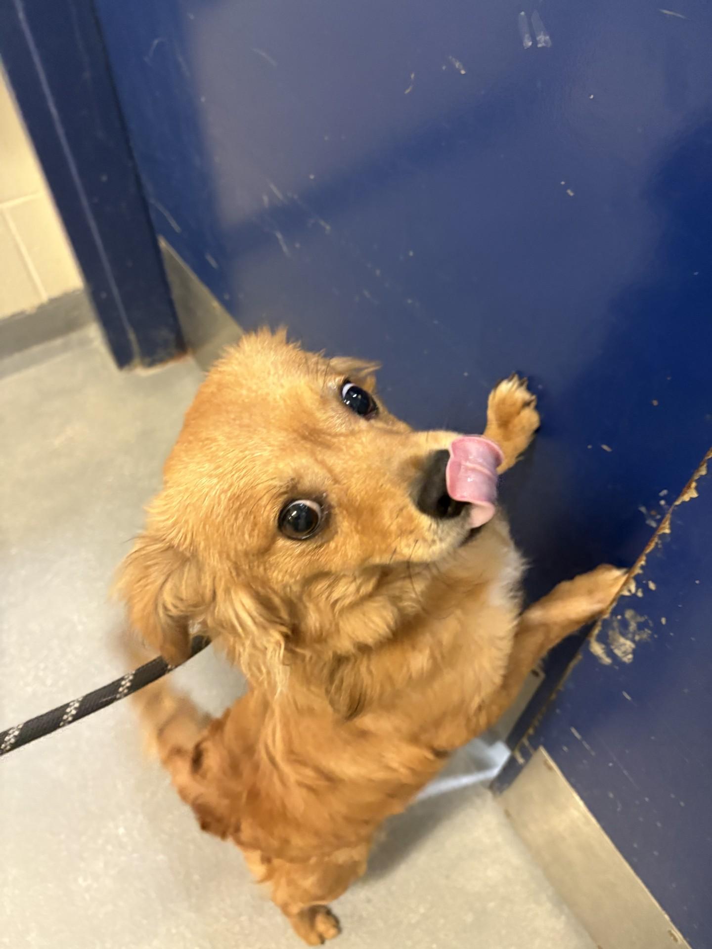 Charlie, a ADOPTABLE mixed breed in Ashland, VA image 1/3
