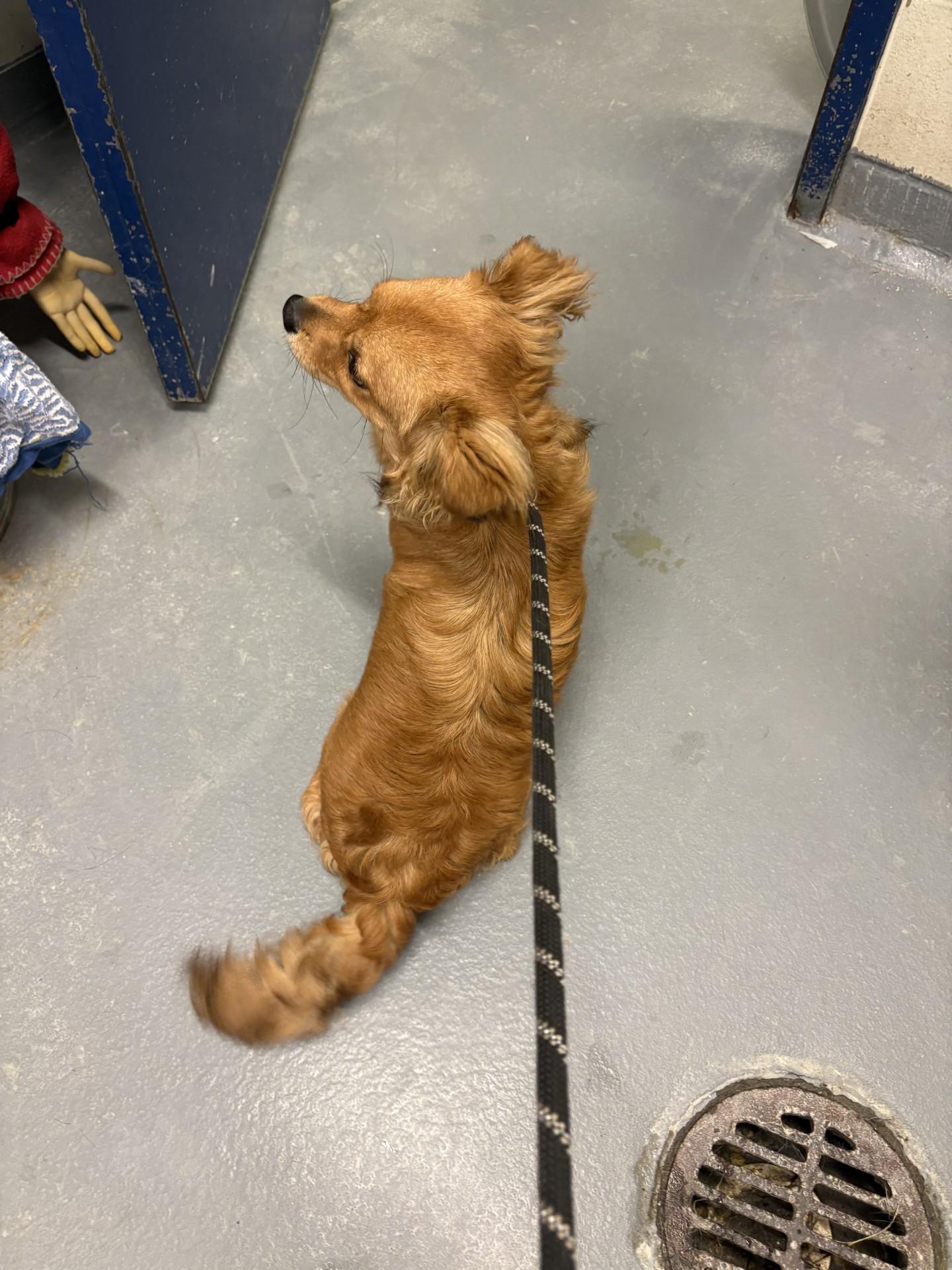 Charlie, a ADOPTABLE mixed breed in Ashland, VA image 3/3
