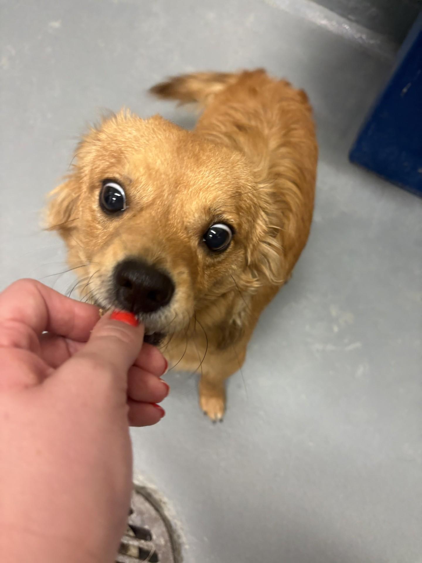 Charlie, a ADOPTABLE mixed breed in Ashland, VA image 2/3