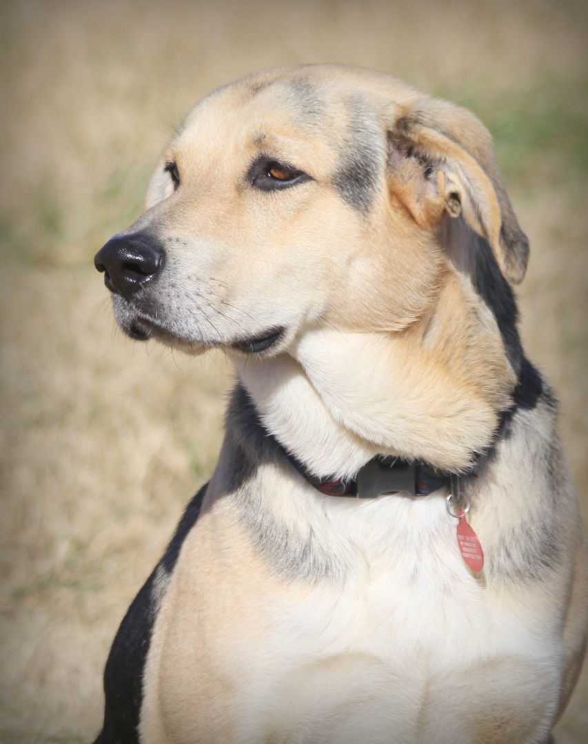 Brian, Adoptable, Young Male German Shepherd Dog & Labrador Retriever.