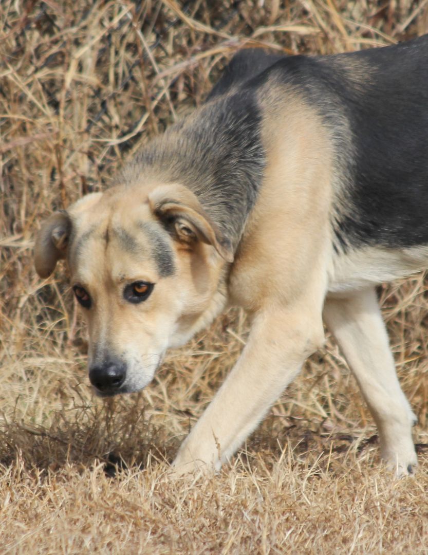 Brian, a Adoptable mixed breed in Mounds, OK image 2/4