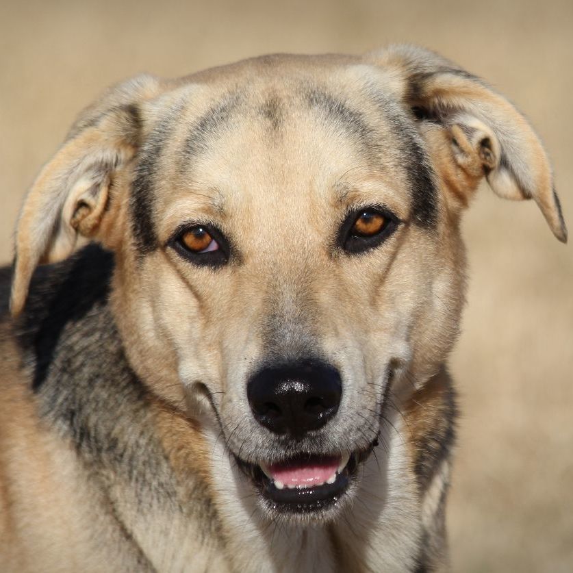 Brian, a Adoptable mixed breed in Mounds, OK image 3/4