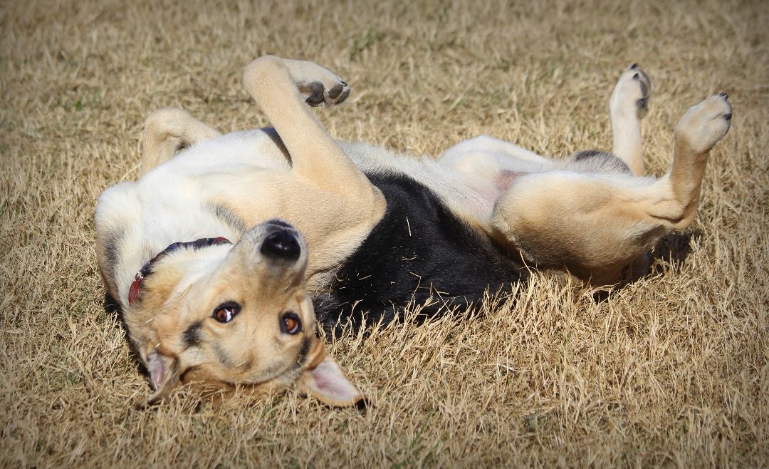Brian, a Adoptable mixed breed in Mounds, OK image 4/4