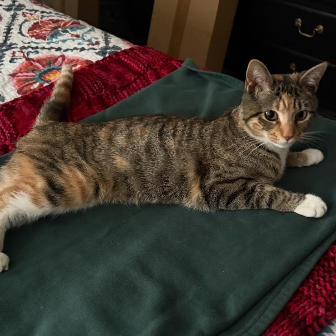 Clementine Blue Socks, a ADOPTABLE mixed breed in Cedars, PA image 1/2