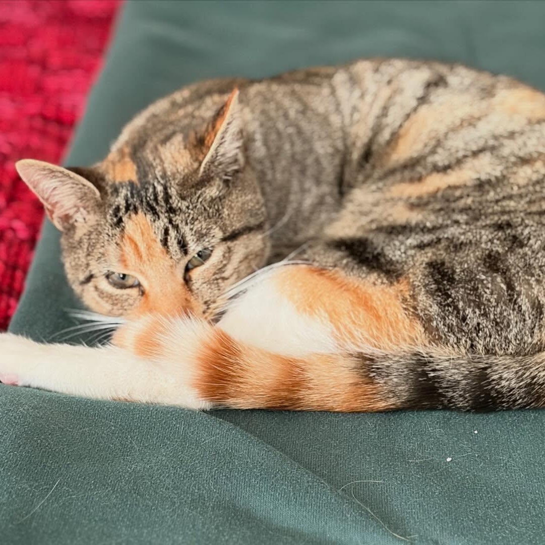 Clementine Blue Socks, a ADOPTABLE mixed breed in Cedars, PA image 2/2