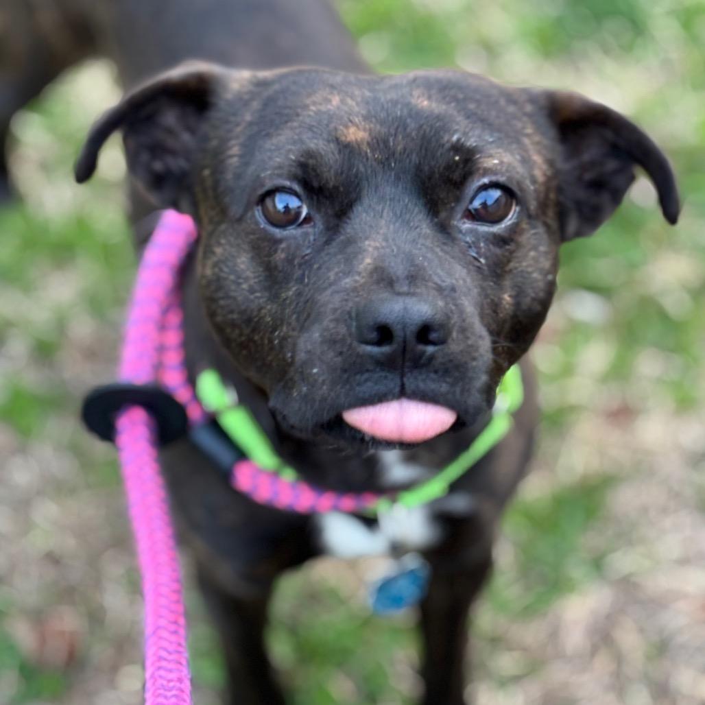 Myers, Adoptable, Adult Male Mixed Breed.