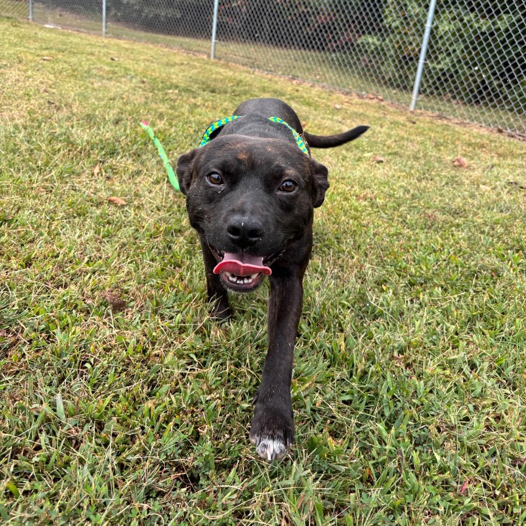 Myers, Adoptable, Adult Male Mixed Breed.