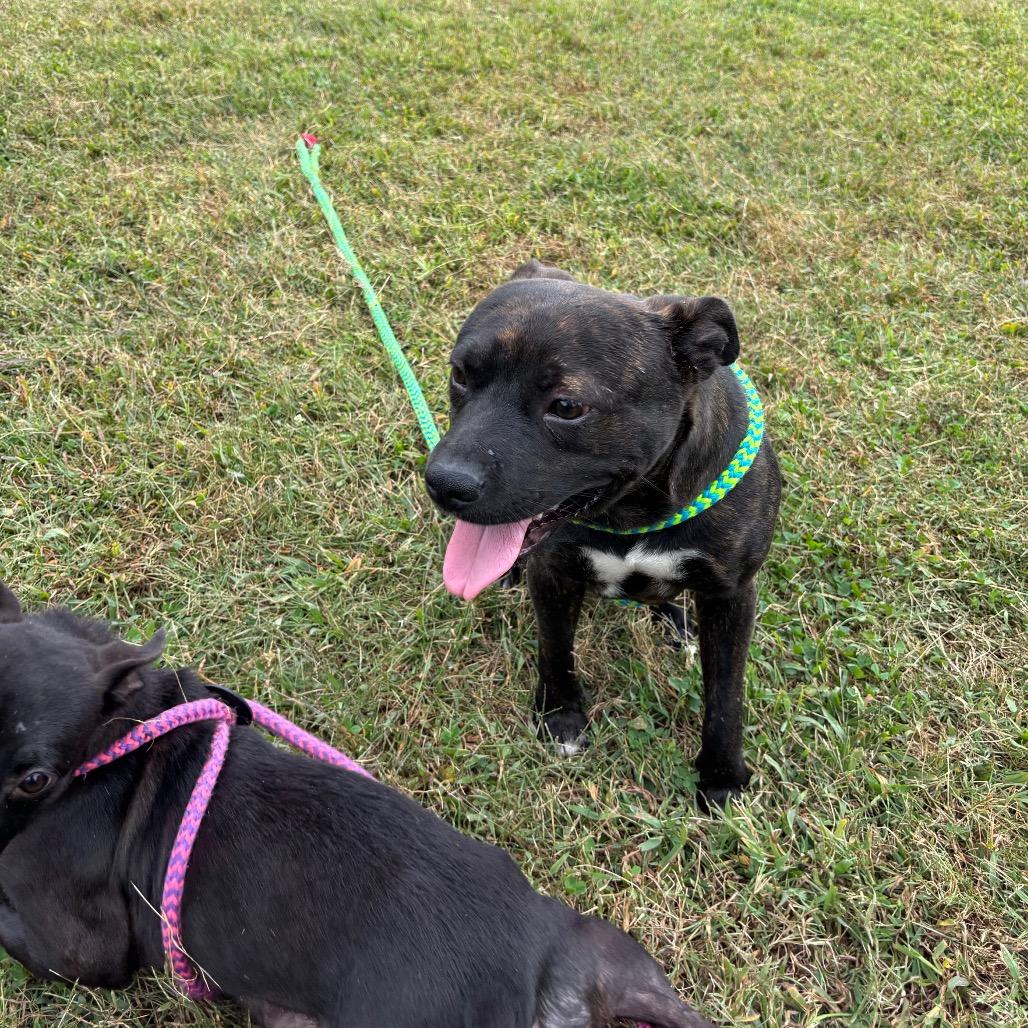 Myers, a Adoptable Mixed Breed in Roxboro, NC image 2/6