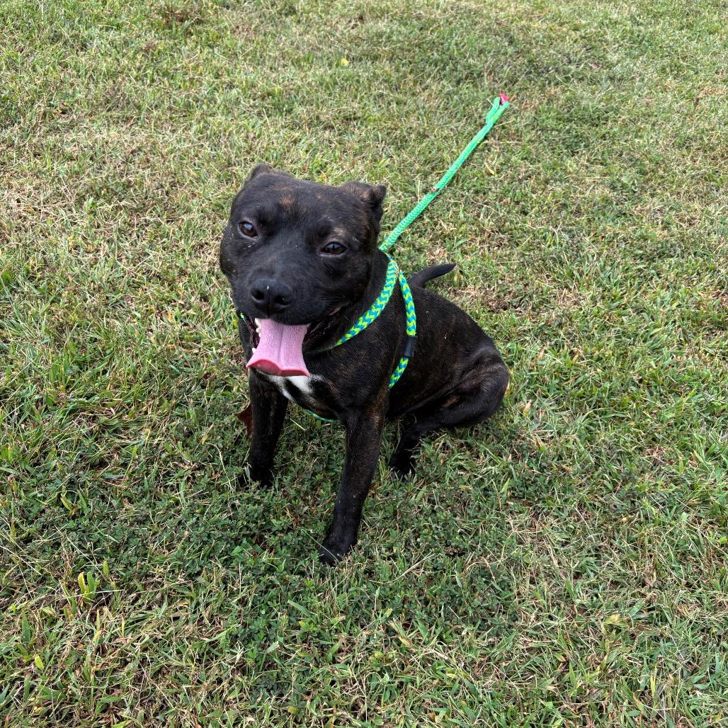 Myers, a Adoptable Mixed Breed in Roxboro, NC image 3/6