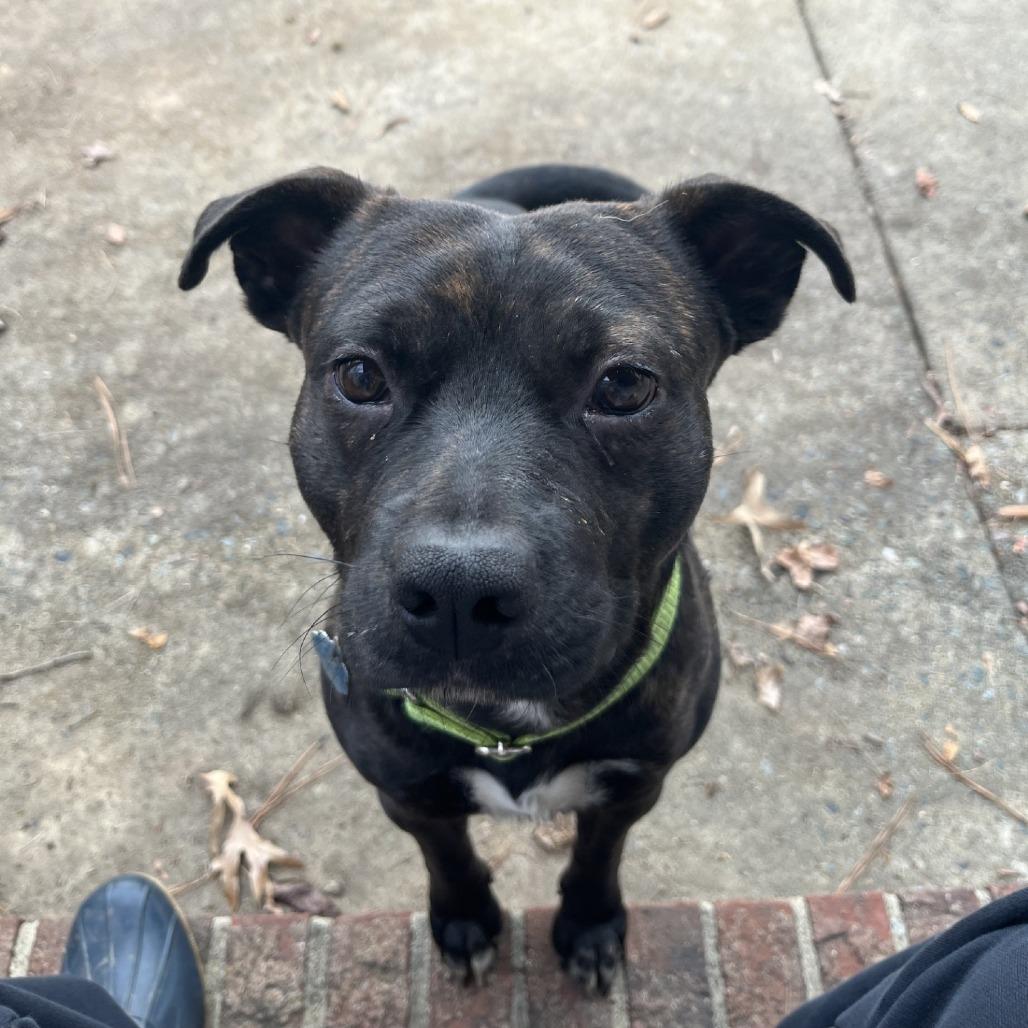 Myers, a Adoptable Mixed Breed in Roxboro, NC image 4/6
