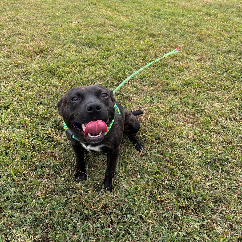 Myers, a Adoptable Mixed Breed in Roxboro, NC image 5/6