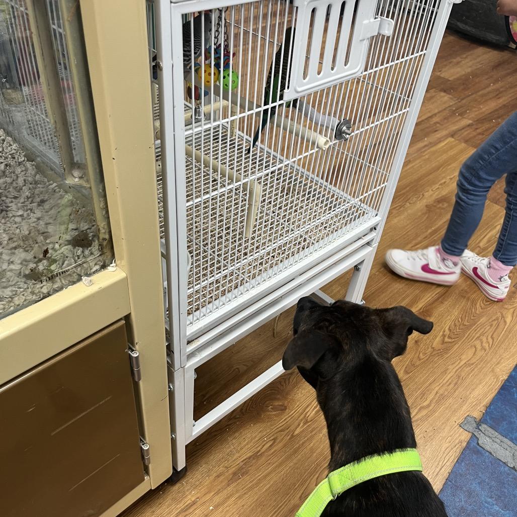 Enlarge Myers, a Adoptable Mixed Breed in Roxboro, NC image 3/6