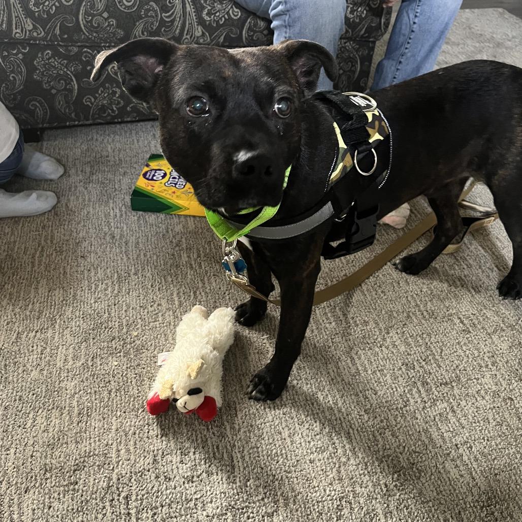 Enlarge Myers, a Adoptable Mixed Breed in Roxboro, NC image 4/6