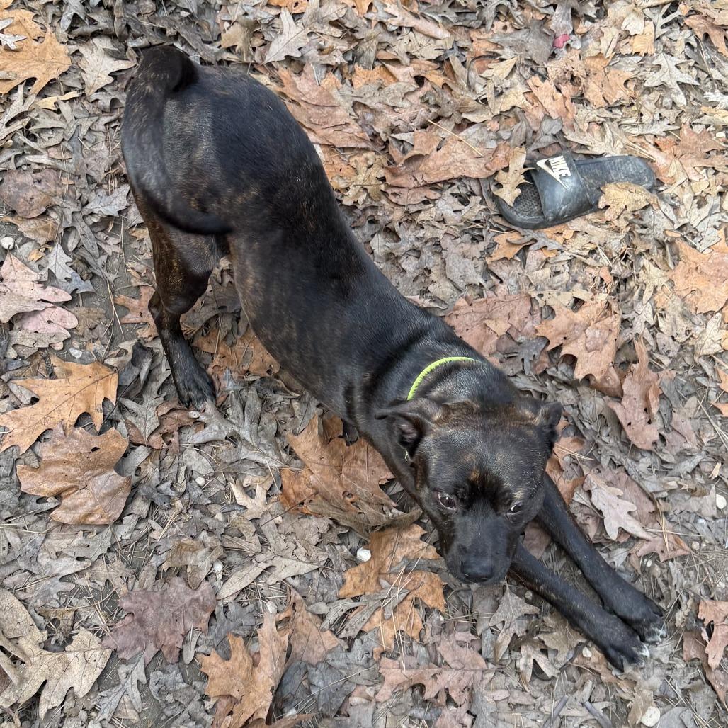 Enlarge Myers, a Adoptable Mixed Breed in Roxboro, NC image 5/6