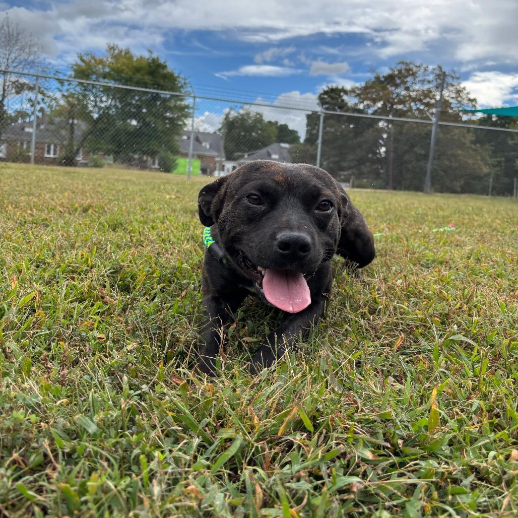 Myers, a Adoptable Mixed Breed in Roxboro, NC image 6/6