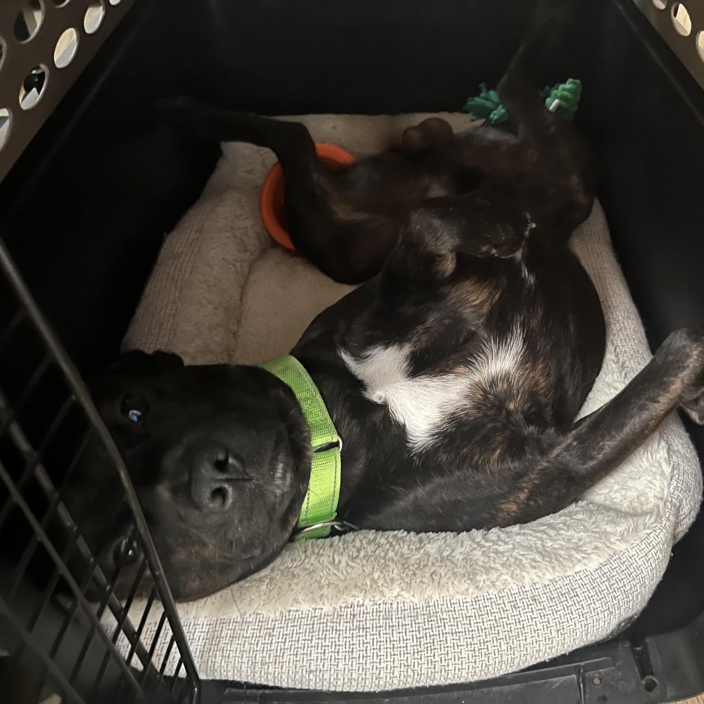 Enlarge Myers, a Adoptable Mixed Breed in Roxboro, NC image 6/6