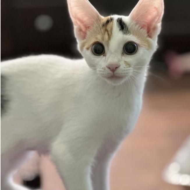 Enlarge Aster, a Adoptable Domestic Short Hair in Woodstock, GA image 1/4