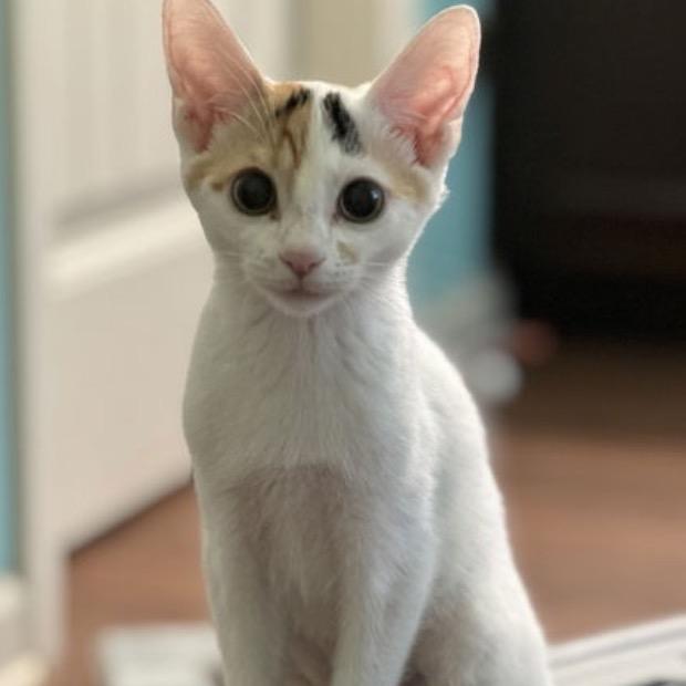 Enlarge Aster, a Adoptable Domestic Short Hair in Woodstock, GA image 2/4