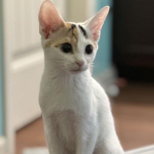 Enlarge Aster, a Adoptable Domestic Short Hair in Woodstock, GA image 3/4