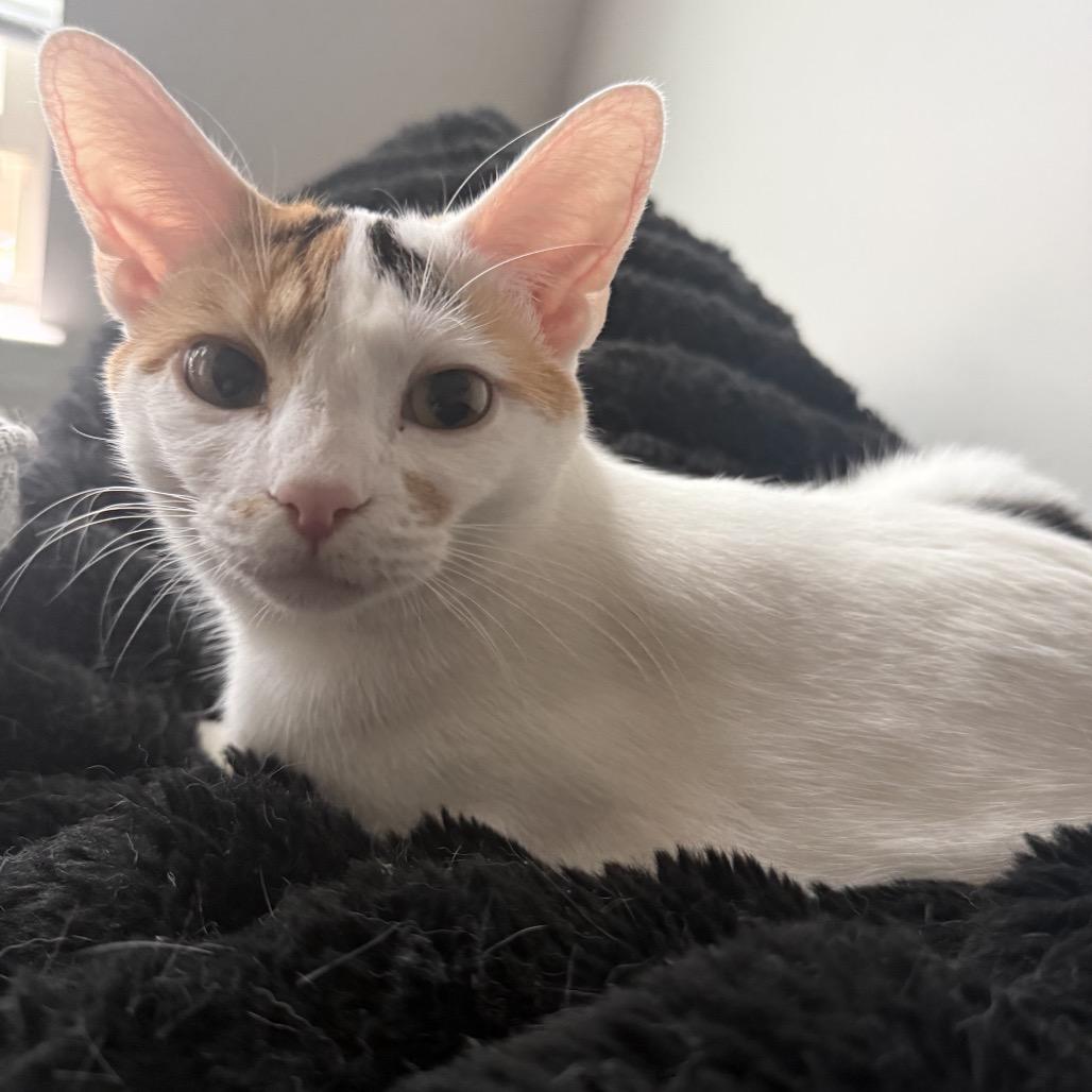 Enlarge Aster, a Adoptable Domestic Short Hair in Woodstock, GA image 4/4