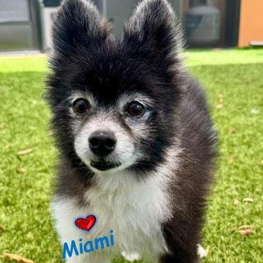 Enlarge Pete and Miami, a Adoptable Pomeranian in Palm Harbor, FL image 4/6