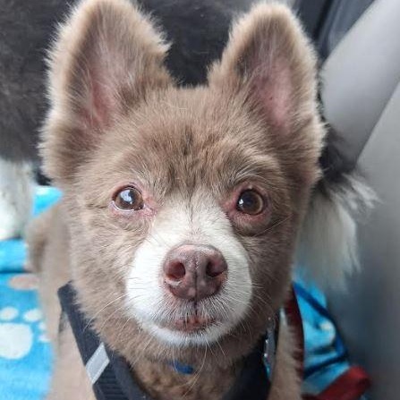 Enlarge Pete and Miami, a Adoptable Pomeranian in Palm Harbor, FL image 2/6