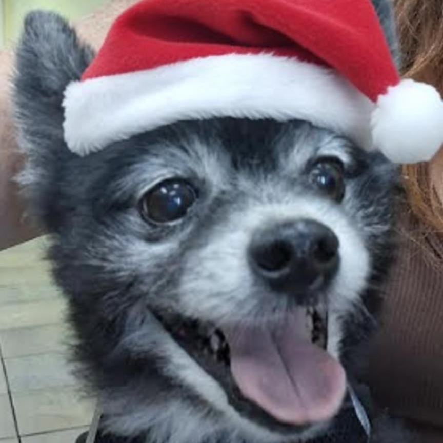 Enlarge Pete and Miami, a Adoptable Pomeranian in Palm Harbor, FL image 2/6