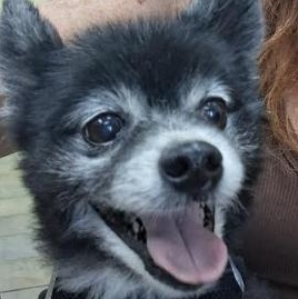 Enlarge Pete and Miami, a Adoptable Pomeranian in Palm Harbor, FL image 3/6