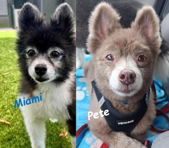 Enlarge Pete and Miami, a Adoptable Pomeranian in Palm Harbor, FL image 5/6