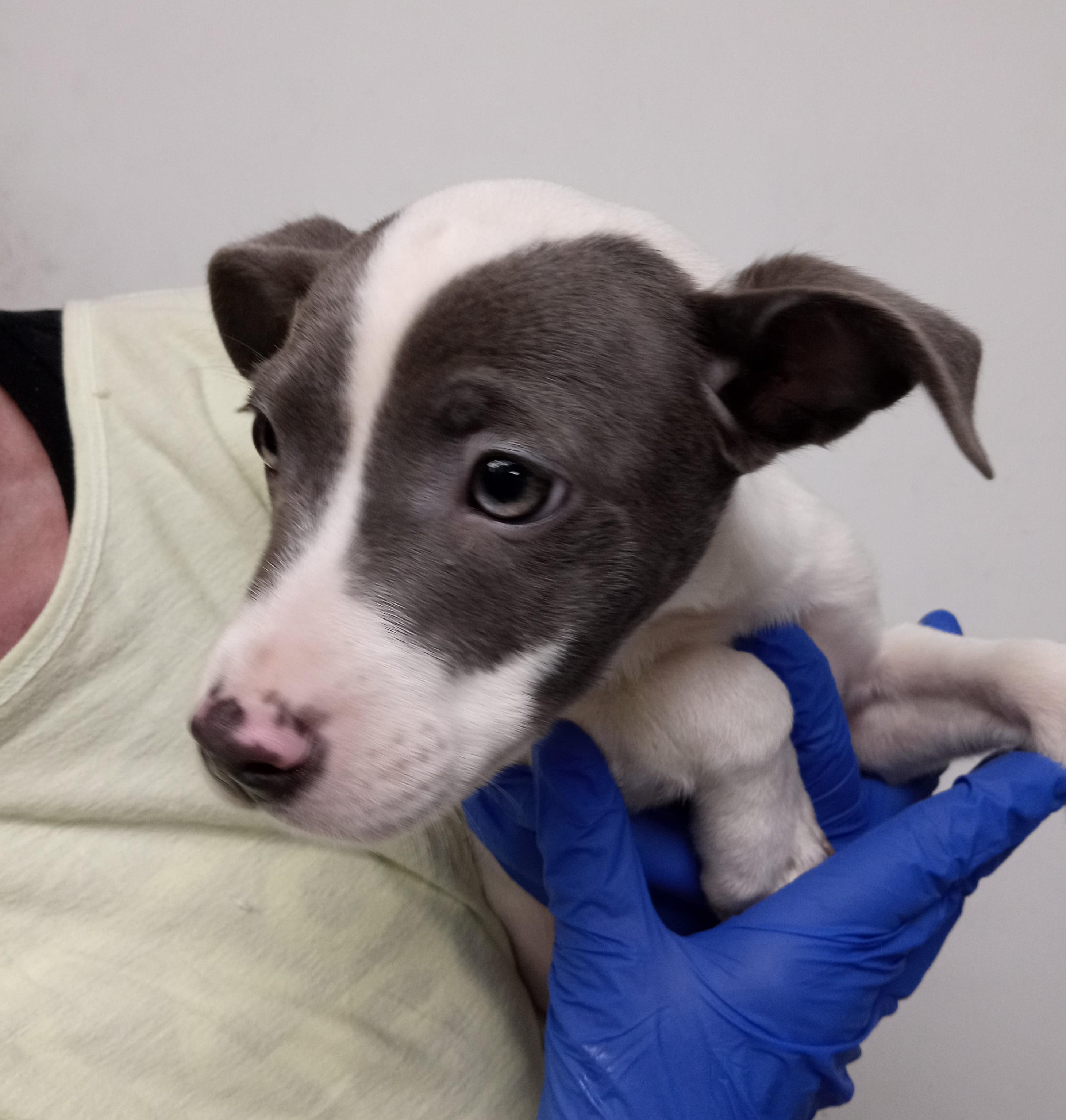 Ollie, adopted, Puppy Female Jack Russell Terrier & Terrier.