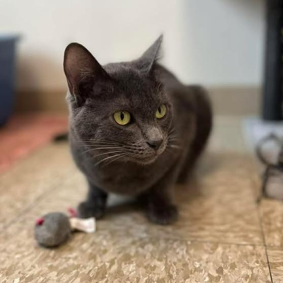 Ember (Music), Adoptable, Young Female Domestic Short Hair.