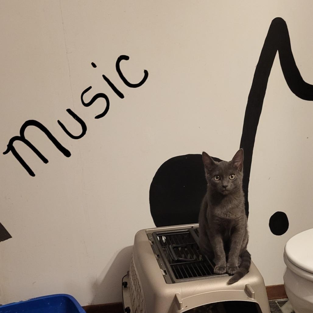 Ember (Music), Adoptable, Young Female Domestic Short Hair.
