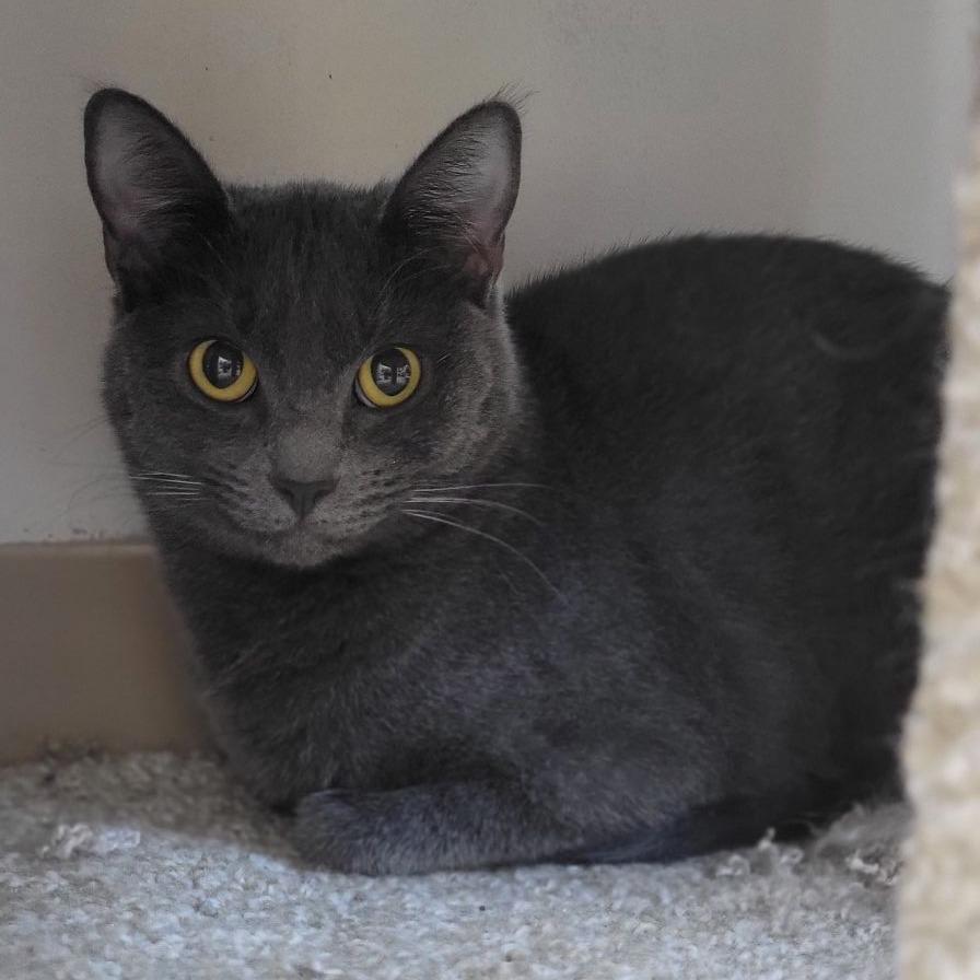 Enlarge Ember (Music), a Adoptable Domestic Short Hair in Milan, IL image 2/3