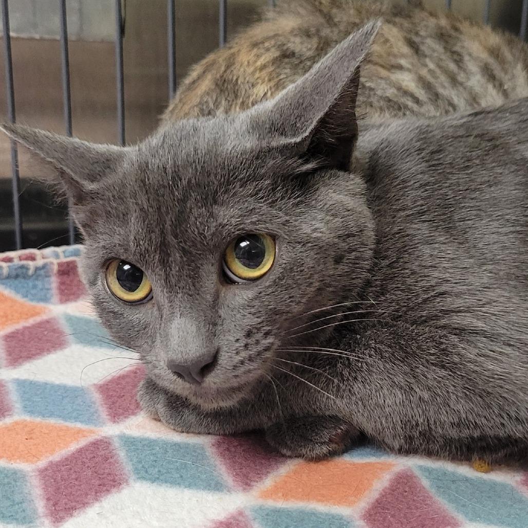 Enlarge Ember (Music), a Adoptable Domestic Short Hair in Milan, IL image 2/2