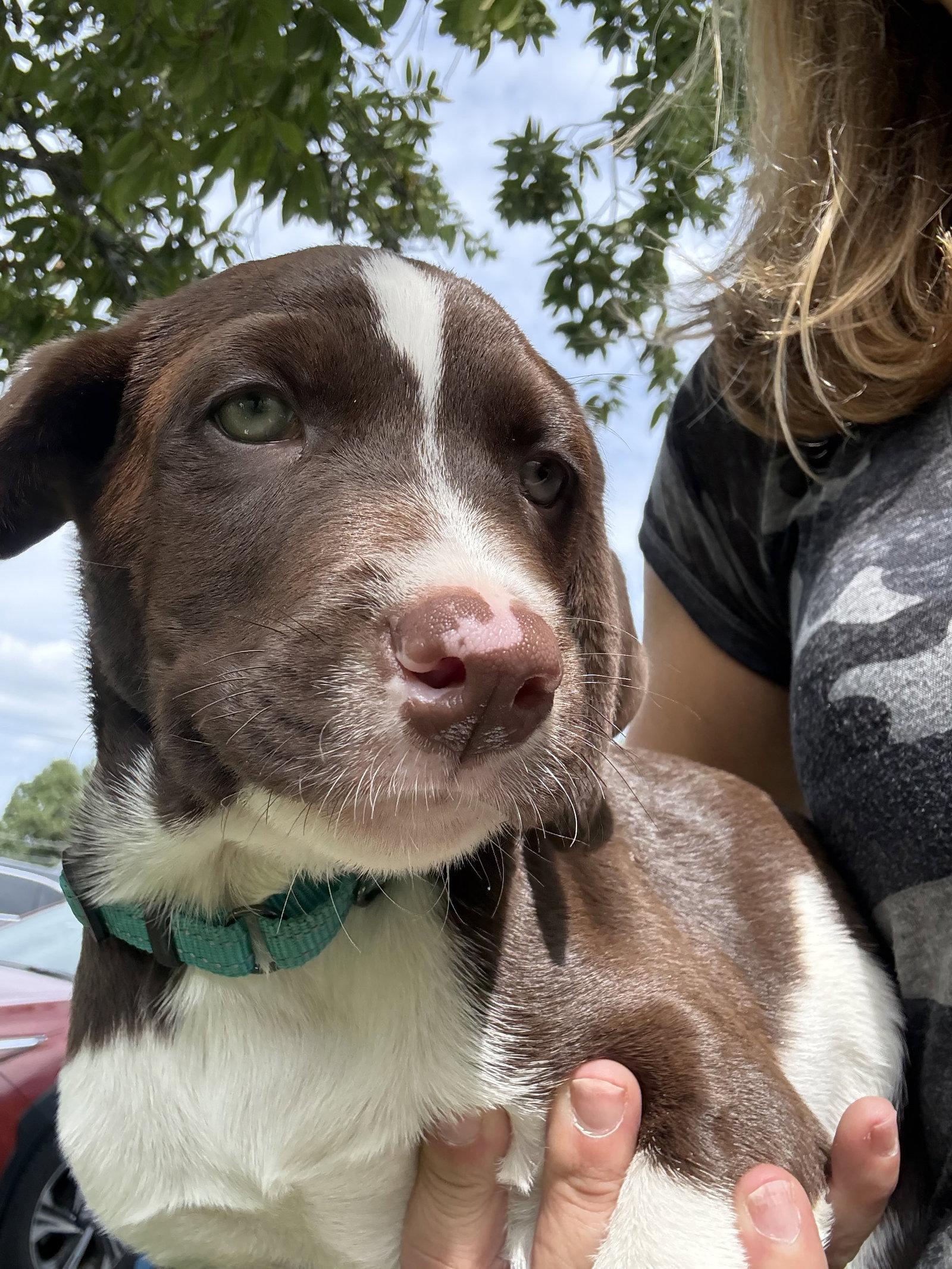 Bodie, Adoptable, Puppy Male Labrador Retriever & Pointer.