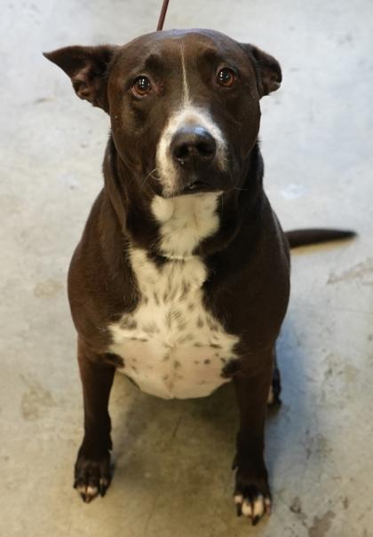 Romeo, Adoptable, Adult Male Labrador Retriever & Mixed Breed.